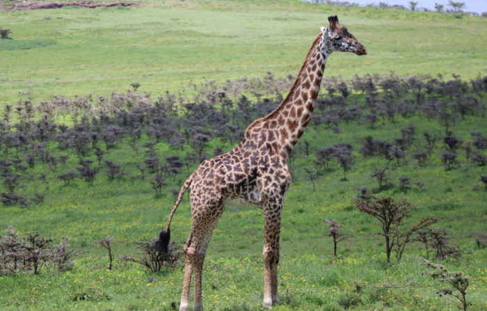 5 days Tanzania safari Tours to Serengeti and Ngorongoro Crater